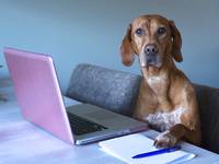 Hunde im Büro: Was ist erlaubt, was nicht