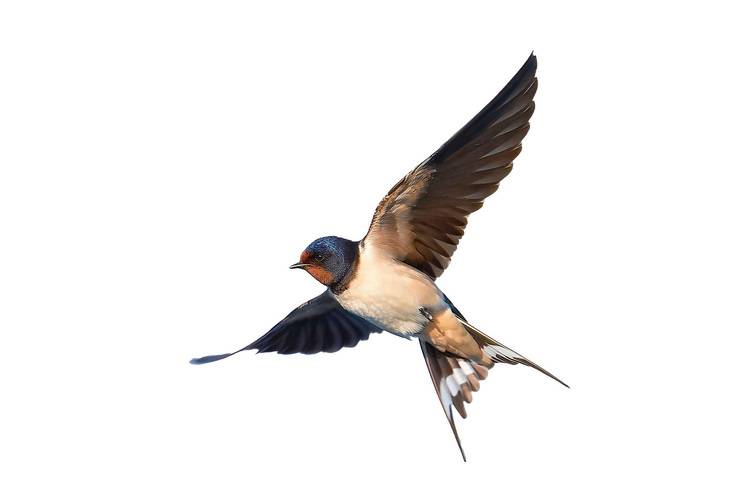 Bild einer modernen, energieeffizienten Klimaanlage im Zwischendecken-System in einem Bürogebäude, symbolisch für innovative Heizungs-, Lüftungs- und Klimatechniklösungen für Entscheider in der Gebäudetechnikbranche.