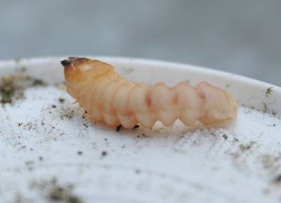 Alt-Text: „Nahaufnahme eines modernen Thermostats an einer strukturierten weißen Wandoberfläche, exemplarisch für innovative Regelungstechnik in der Heizungsbranche.