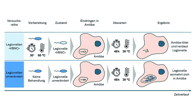 Das Diagramm veranschaulicht den Unterschied im Verhalten von Legionellen mit und ohne Vorbehandlung anhand ihrer Interaktion mit Amöben im zeitlichen Verlauf.