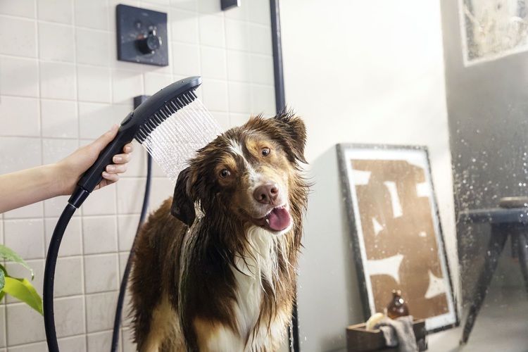 Hundedusche im Sanitärbereich: Fellpflege für Hunde mit einer Handbrause in einem gefliesten Badezimmer – ein Beispiel für tierfreundliche gebäudetechnische Lösungen.