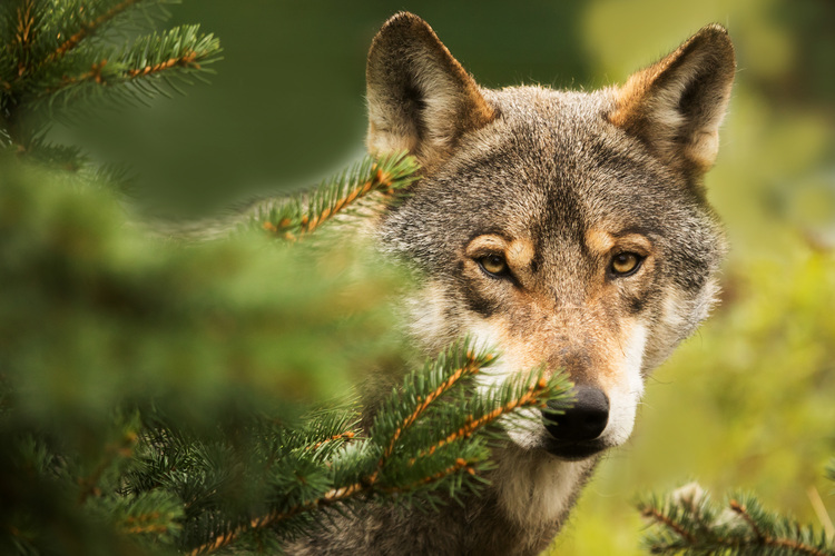 Wolf blickt durch Nadelbaumzweige – als Symbol für die Verschmelzung von Natur und naturnaher Gebäudetechnik.