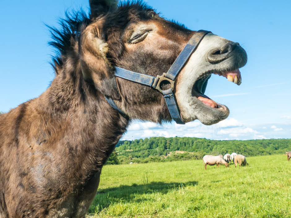 Die unsinnigsten Verordnungen, Gesetze und Regeln am Bau Die unsinnigsten Verordnungen, Gesetze und Regeln am Bau