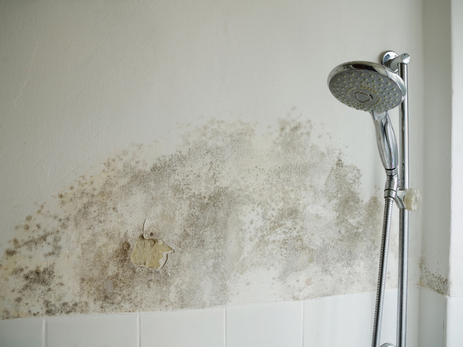 Schimmel im Bad: Besser im Sitzen duschen Schimmel im Bad: Besser im Sitzen duschen