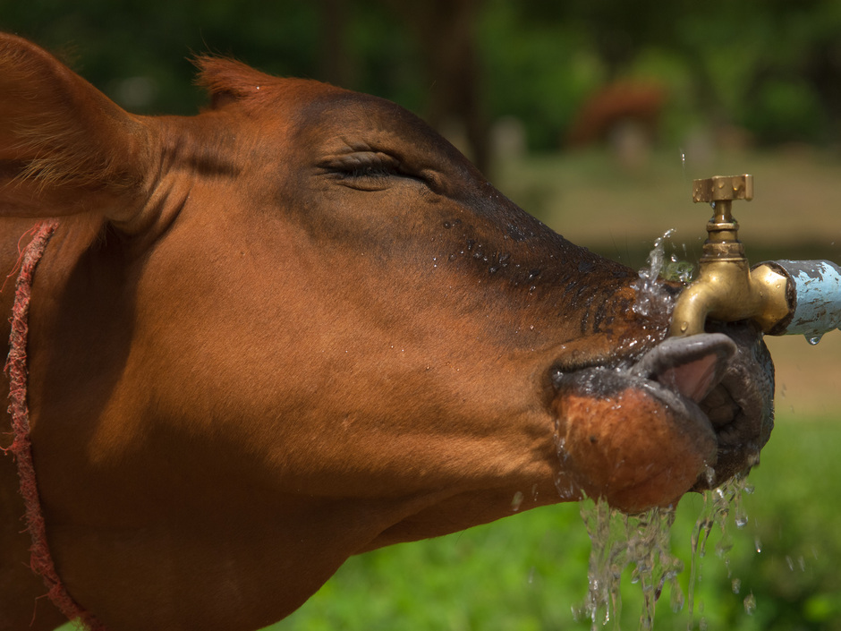 Dehoust Trennstation: Rückverkeimung des Trinkwassers verhindern Dehoust Trennstation: Rückverkeimung des Trinkwassers verhindern