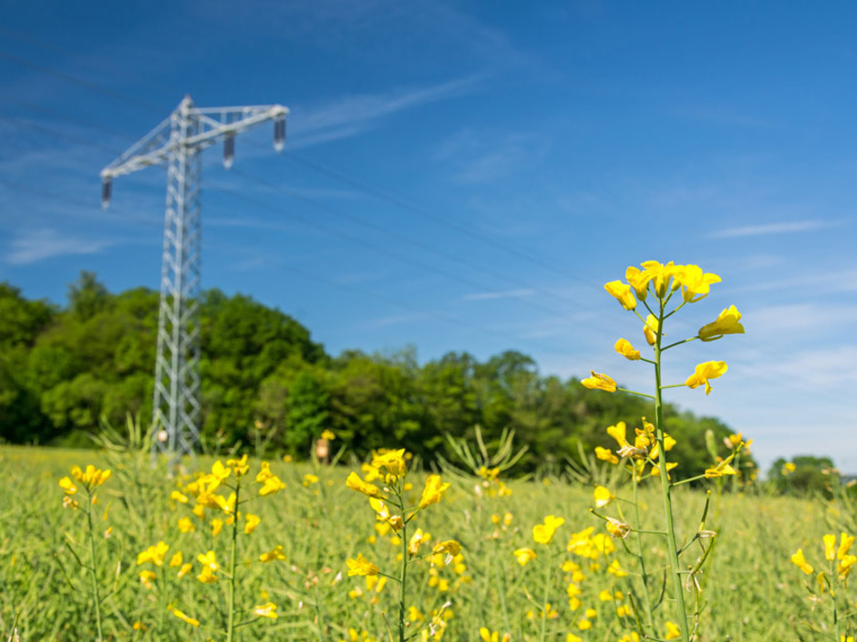 EEG-Novelle: 2020 ist Entscheidungsjahr für Bioenergie