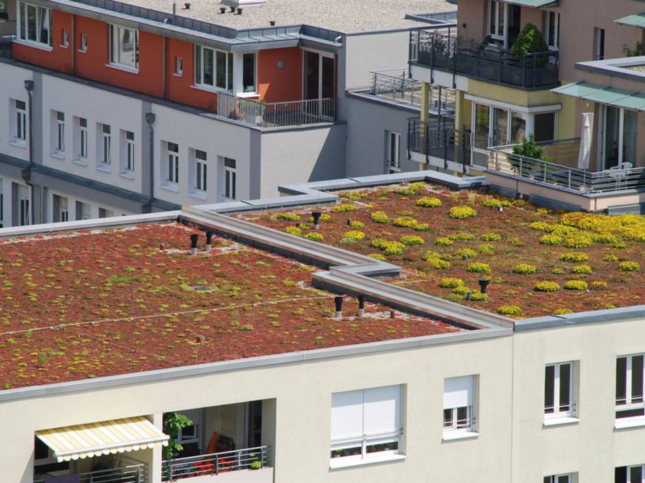 Dachtrends 2022: Das Dach wird grün