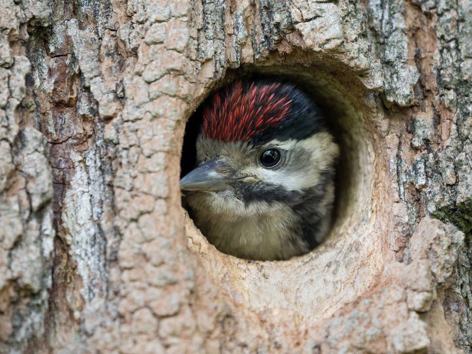 Was tun bei Spechten im Wärmedämmverbundsystem Was tun bei Spechten im Wärmedämmverbundsystem