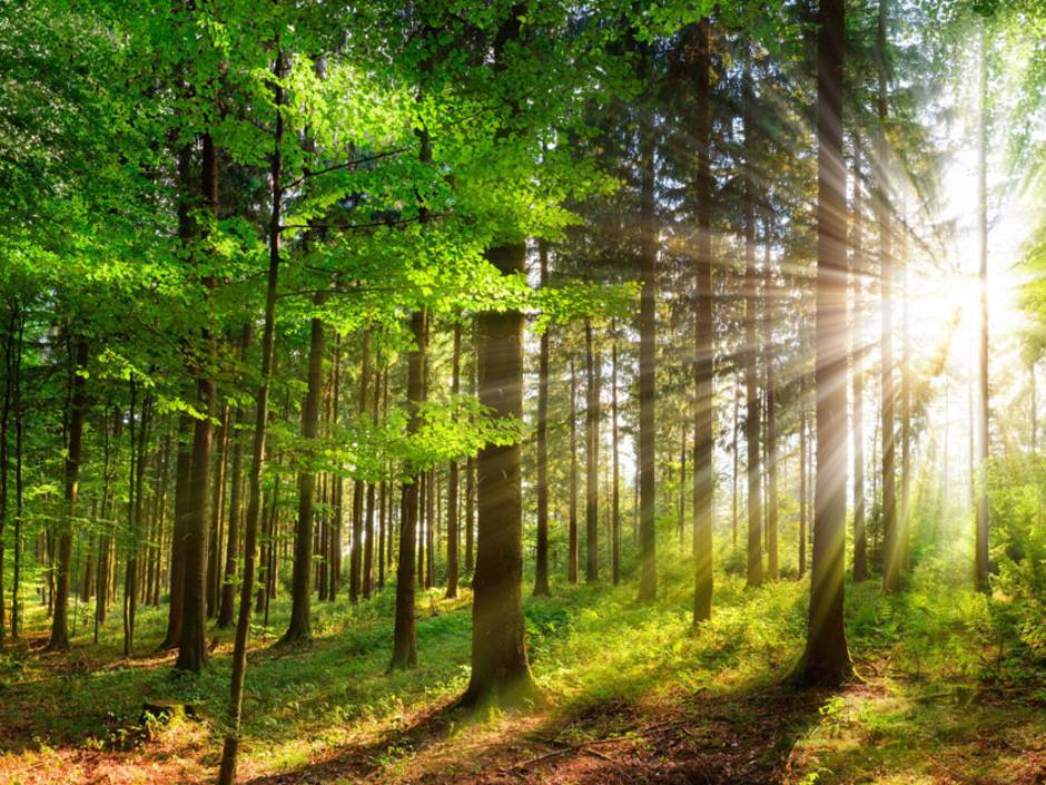 ZDF hält Holzenergie für klimaschädlicher als Öl und Gas