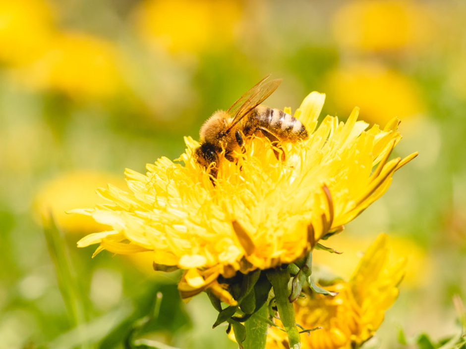 Dena: Strategische Weichenstellungen für den Klimaschutz Dena: Strategische Weichenstellungen für den Klimaschutz