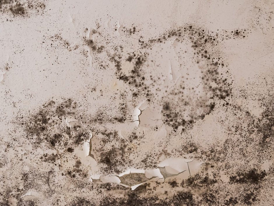 Basiswissen: Schimmel an der Wand Basiswissen: Schimmel an der Wand