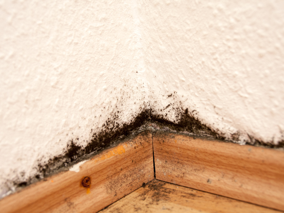 Schimmel im Haus 10 typische Fehler Haustec