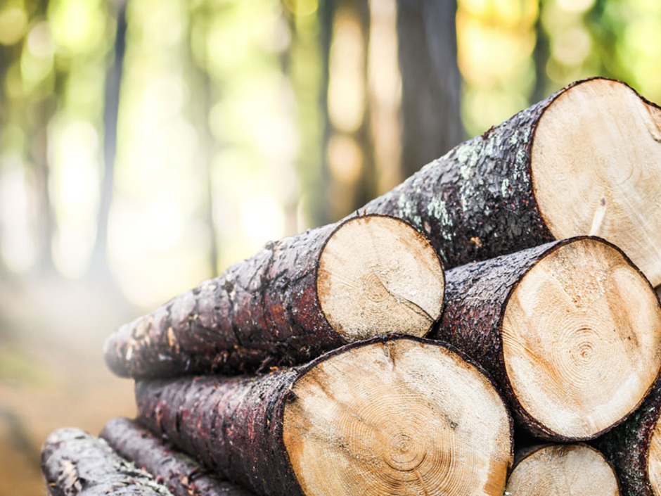 Holzenergie-Fachverband antwortet mit Faktencheck auf Kritik Holzenergie-Fachverband antwortet mit Faktencheck auf Kritik