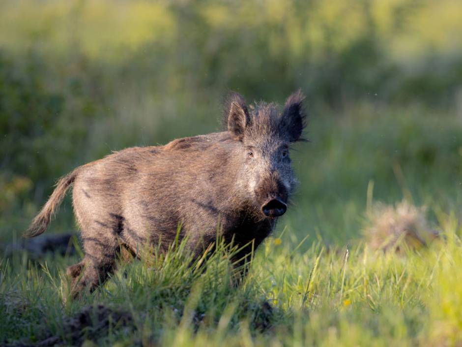 9 Urteile rund um den Garten 9 Urteile rund um den Garten
