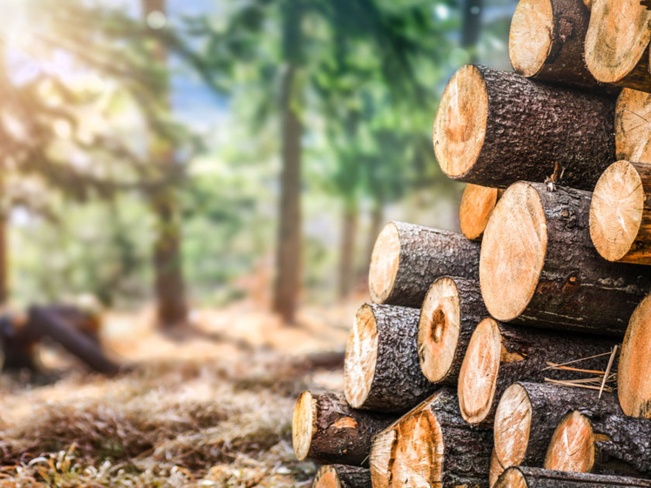 DEN: Natur-Dämmstoffe verdienen größere Beachtung DEN: Natur-Dämmstoffe verdienen größere Beachtung