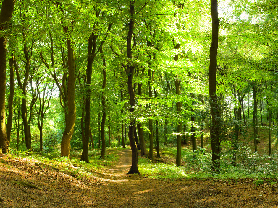 Nachhaltige Holznutzung gefordert: Klimawandel setzt deutschen Wäldern zu Nachhaltige Holznutzung gefordert: Klimawandel setzt deutschen Wäldern zu