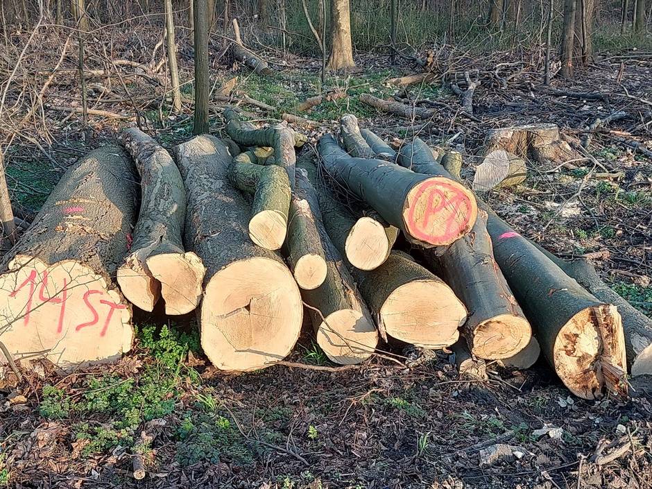 Holz, das Forstwirte an Privatpersonen als Brennholz verkaufen, ist für die Verarbeitung in Sägewerken nicht geeignet