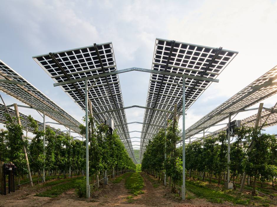 Kernobst, wie Äpfel, profitiert besonders von der Schutzwirkung durch Photovoltaik-Module, die hier Hagelschutznetze ersetzen.