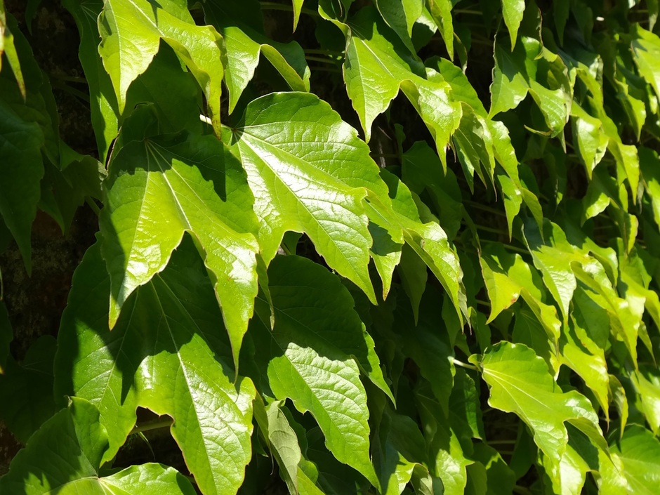 Die klassische Art der Fassadenbegrünung: Wilder Wein wächst an einer Hauswand.