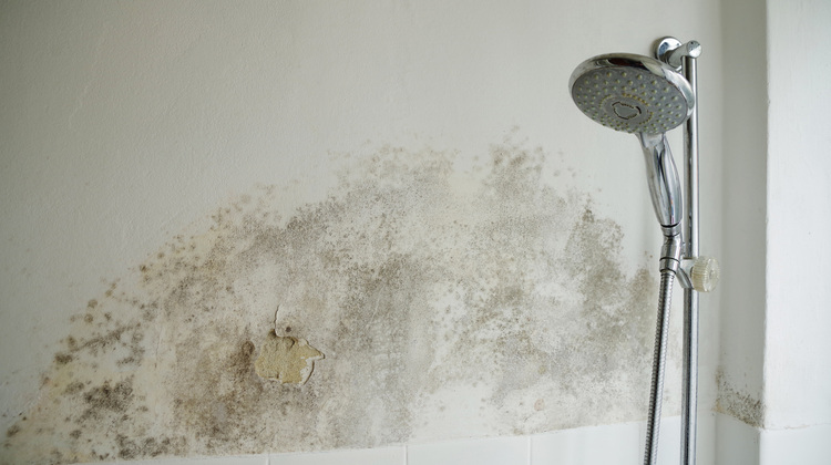 Schimmel Im Bad Besser Im Sitzen Duschen Haustec