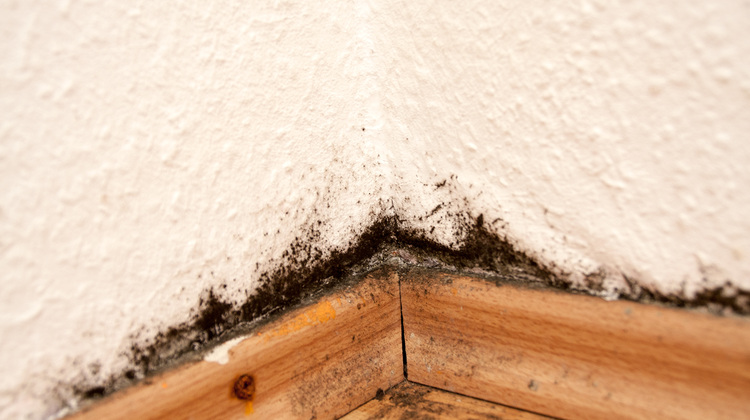 Schimmel Im Haus 10 Typische Fehler Haustec
