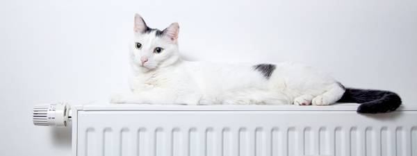 Wichtigstes Utensil des Energieberaters ist die Heizungskatze. Sie ist günstig in Anschaffung und Unterhalt, speichert nachhaltig die Wärme und gibt sie im Lauf des Tages im ganzen Haus ab.