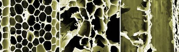 Nachdem die starre Holzstruktur mit Säure (oder einem Pilz) aufgelöst wird, bleiben flexible Zelluloseschichten übrig. 