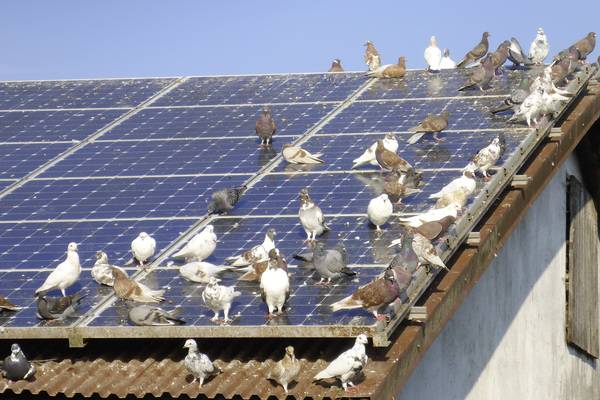 Solche Bilder sind vor allem im städtischen Bereich nicht selten.