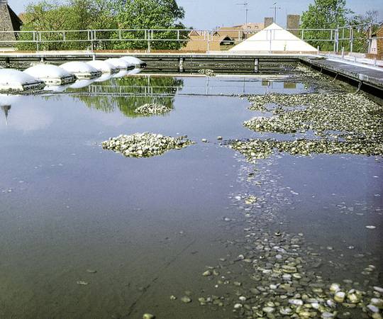 Stauendes Wasser: ein unerwünschter Effekt, der die Statik sowie die Abdichtung belastet und die Vermoosung begünstigt