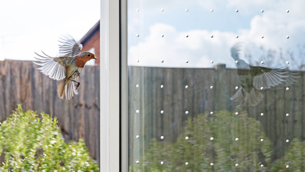 Vogelschutzglas wird künftig ein Muss