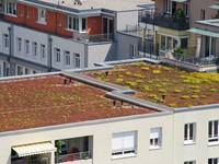 Dachtrends 2022: Das Dach wird grün