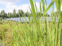 Biodiversität: So tragen Solarfelder zum Artenschutz bei