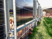 Agri-Photovoltaik: Weidezaun aus Solarmodulen
