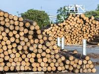 Baustoffmangel: Auch Holz ist knapp