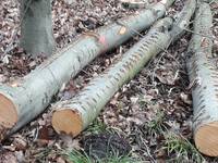 Brennholz fällt bei der regelmäßigen Waldpflege an, ist nicht sägefähig und somit für die Möbel- und Bauindustrie nicht zu gebrauchen.