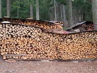 Aktuelle Umfrage: Das eigene Grundstück, Landwirte und Förster stellen über 80 Prozent des Brennholzes bereit