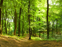 Nachhaltige Holznutzung gefordert: Klimawandel setzt deutschen Wäldern zu