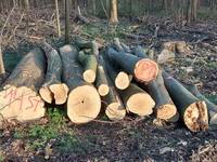 Holz, das Forstwirte an Privatpersonen als Brennholz verkaufen, ist für die Verarbeitung in Sägewerken nicht geeignet