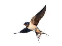 Die Lösung heißt Vogelschutzglas