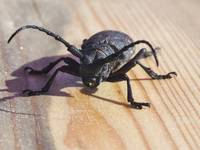 Holzschädlinge richtig bekämpfen