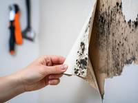 5 Fakten zum Schimmel