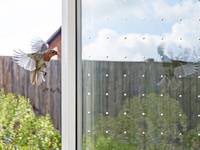 Vogelschutzglas wird künftig ein Muss