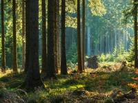 Waldnutzung in Deutschland: Diese Regeln sollten Sie kennen