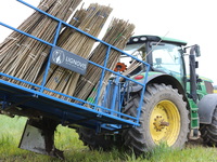 Kurzumtriebsplantagen: Warum das Konzept für die Energiewende gescheitert ist