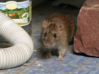 Rechtsstreit um Schädlinge in Haus und Wohnung: Aktuelle Urteile