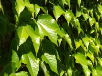 Die klassische Art der Fassadenbegrünung: Wilder Wein wächst an einer Hauswand.