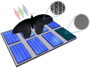 Schmetterlingsflügel inspiriert PV: 200% mehr Absorption