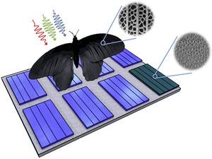 Photovoltaikmodule: Was wir von Insekten lernen können