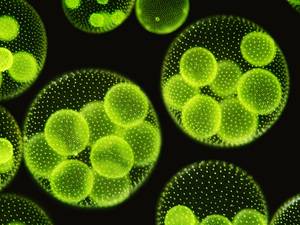 Biologische Solarzelle: Algen produzieren Strom
