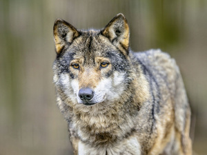 Schafbeweidung von PV-Anlagen